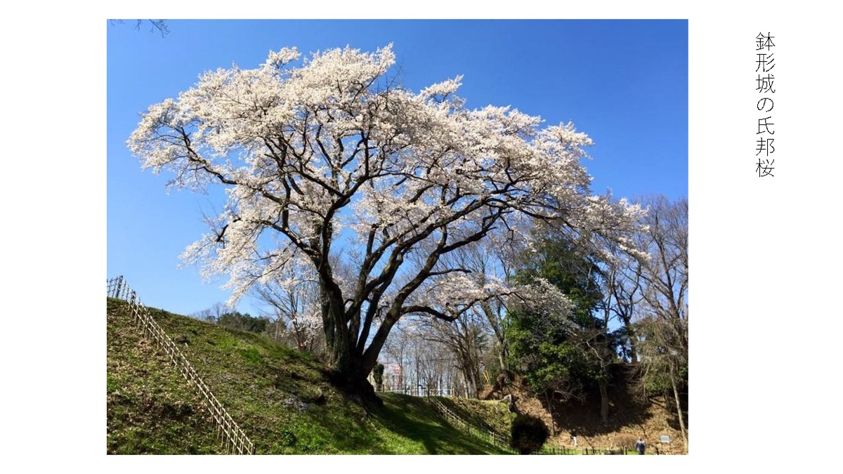 鉢形城の氏邦桜の資料写真